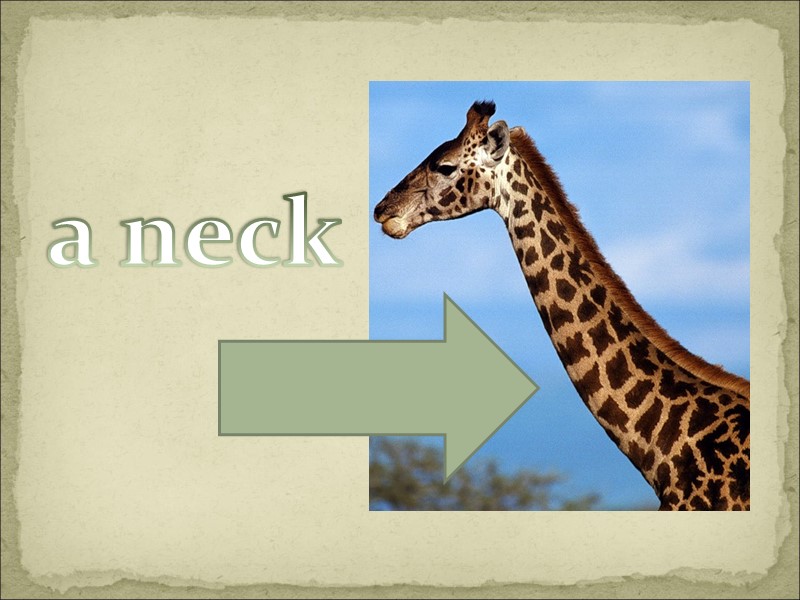 a neck